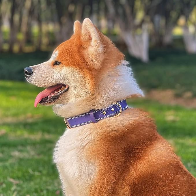 Genuine Leather Dog Collar, Heavy Duty Wide Dog Collar for Small, Medium, Large and Extra Large Dog (S: 0.8" Wide for 13.4"-15.8" Neck, Dual Stitch - Purple)