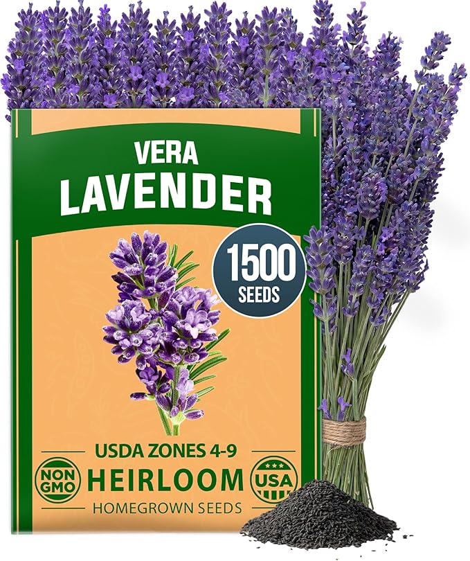 HOME GROWN Non GMO English Lavender Seeds 1,500+ Wildflower Seed for Planting Indoor/Outdoor, High Germination, Plant Flower Seeds (Lavandula antustifolia)