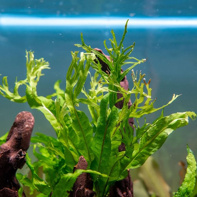 Java Fern Live Aquarium Plants - Potted Freshwater Plant for Fish Tanks - Beginner Friendly, Low Light (Windelov, 5 Pots)