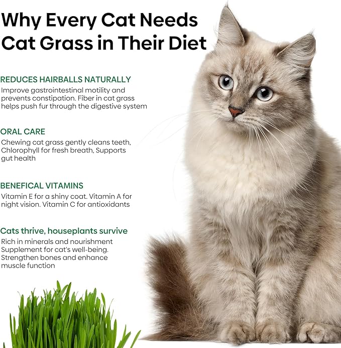Groundio Cat Grass Seeds, 16 OZ, Grown in The USA for Indoor Cats, Non-GMO, 1 Pound