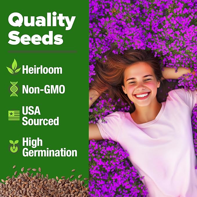 HOME GROWN Purple Creeping Thyme Seeds Non-GMO Ground Cover Flowers 22000+ Edible Herb Seeds for Planting Lawns & Paths 3g Perennial Thymus serpyllum