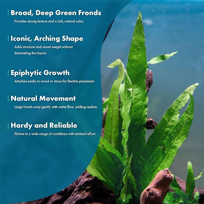 Java Fern Live Aquarium Plants - Potted Freshwater Plant for Fish Tanks - Beginner Friendly, Low Light (Java Fern, 5 Pots)