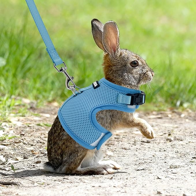 AIITLE Adjustable Rabbit and Leash Set - Lightweight & Portable, Padded Vest with Magic Tape Design, Indoor/Outdoor Use - Fits Hamsters, Rats, Iguanas, Puppies, Cats, Blue M