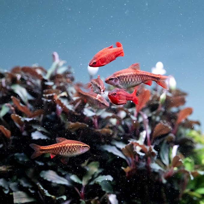 TWINSTAR LED EA Series Aquarium Light - Full Spectrum Fish Tank Light for Aquatic Plants for Aquarium, Built-in Timer & Dimmer (200EA | 20-30 cm - 17W)