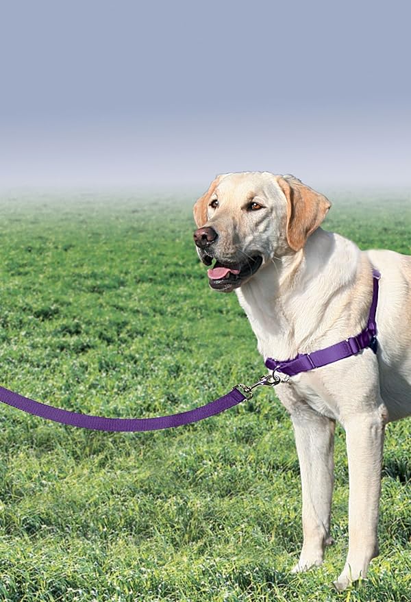 PetSafe Easy Walk Harness for Dogs - Pull-Free Walks - Patented Martingale Loop Design - Front Chest Leash Attachment - Comfort Straps - Breathable Harness Design - Medium/Large, Deep Purple/Black