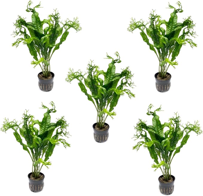 Java Fern Live Aquarium Plants - Potted Freshwater Plant for Fish Tanks - Beginner Friendly, Low Light (Windelov, 5 Pots)
