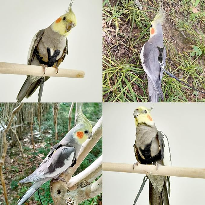 VANFAVORI Bird Harness with Buckle Clip and A Leash, Easy to Wear Outdoor Flying Kit for Bird Parrots Cockatiel S Size Weight 85-105 Grams, Black