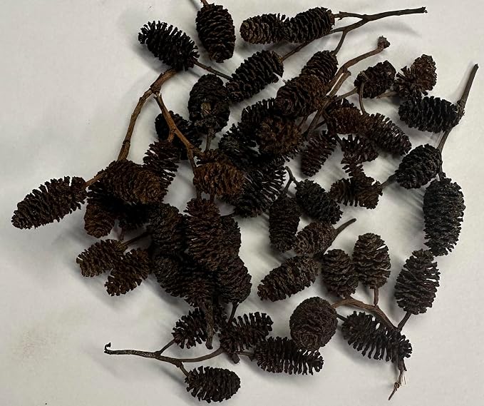 Awesome Aquatic 50 Alder Cones, Blackwater, Betta Shrimp Habitat | Natural tannins Botanicals Softwater Leaf litter Biofilm surface Water enrichment Natural décor Easy to use