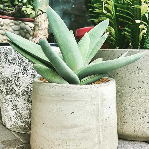 10lbs Coarse Sand Stone for Decorative Rocks, Soil Cover Bonsai, Succulent, Terrarium, Cactus, Aquarium, Garden, DIY, Natural Sand Top Dressing