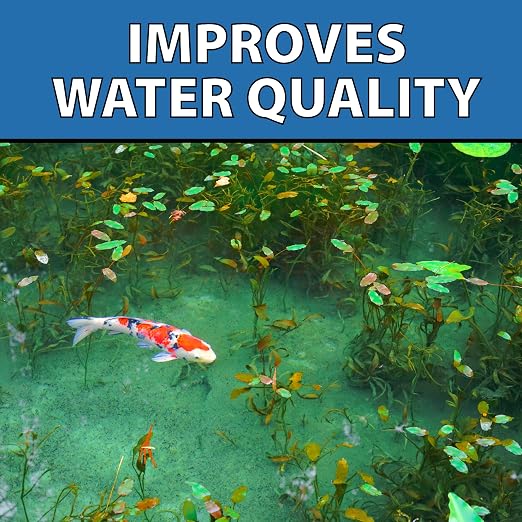 CrystalClear MuckOff Natural Pond Muck Treatment Sludge Remover, 48 Tablets | Living beneficial bacteria clarifier with enzyme for water gardens, fountains & bird baths; fish, aquatic animal & pet safe