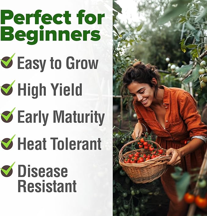 HOME GROWN Large Red Cherry Tomato Seeds 1000+ Heirloom Non-GMO Seeds for Planting, High Germination,Indeterminate, Sweet & Juicy Salad Tomatoes,Prolific Garden Crop,Sustainable (Solanum lycopersicum)