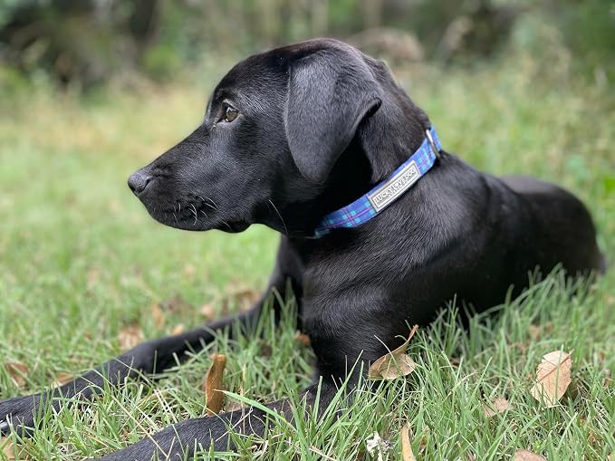Lucky Love Dog - Adjustable Dog Collar with Easy Click Buckle for Medium Dogs, Durable, & Comfortable for Male & Female Dogs, Pet Collar for Puppies & Adult Ones - Scotty, Medium