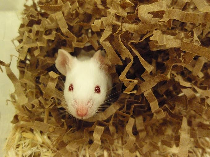 FiberCore Eco Bedding with Odor Control, 99% Dust Free Paper Bedding for Small Animals and Birds, 10 lb Bulky Box. (Expands to 250 L).