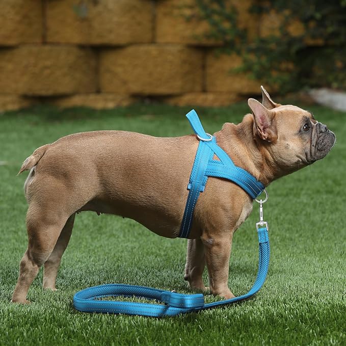 Plutus Pet No Pull Dog Harness with Breathable Mesh Padded, Adjustable Reflective Escape Proof Dog Harness, Quick Fit Dog Vest Harness for Small Medium Large Dogs(L, Cyan)