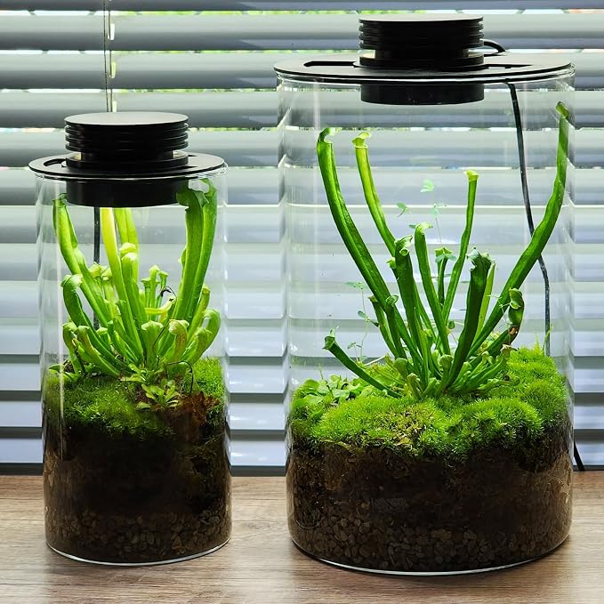 AREPK Glass Terrarium Plant Grow Light with Timer for Vases, 4-Inch Lamp | Auto On/Off Timer; Suitable for Glass Terrariums, Betta Fish Tanks, Succulents, Moss, Indoor Plants and Mini Landscapes