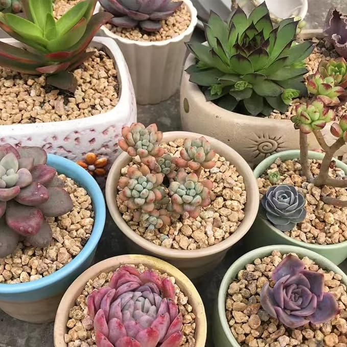 FANTIAN Maifanitum Stones, 10 lbs, 1/4 Inch Rocks for Indoor Plants