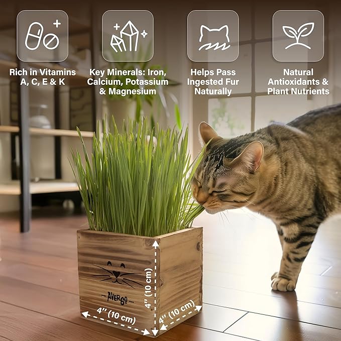 Cat Grass Kit for Indoor Cats – x2 Seed Packets | Cat Grass Seeds with Wooden Planter & Soil for Nipping & Nibbling – Pet Wheatgrass Grass