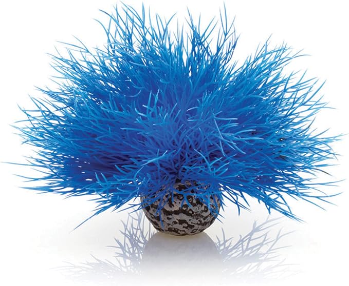 Sea Lily Blue