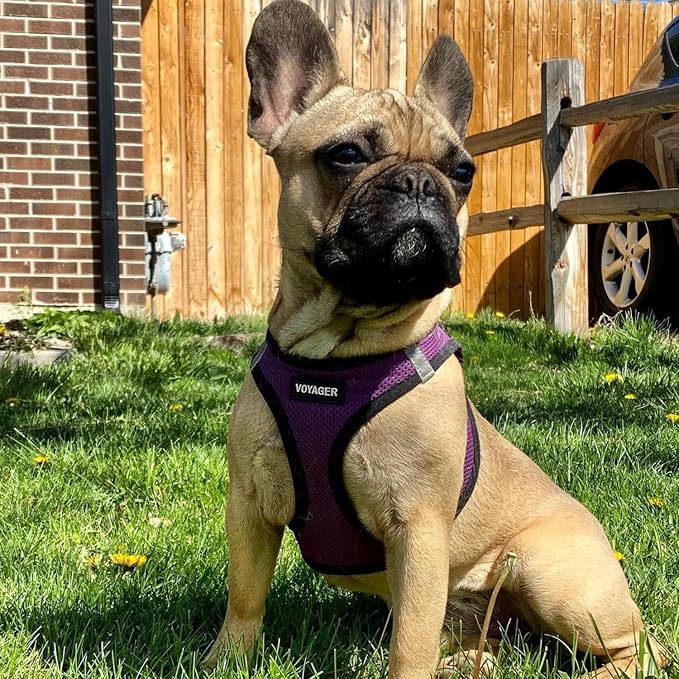Best Pet Supplies Voyager Step-in Air All Weather Mesh Harness and Reflective Dog 5ft Leash Combo with Neoprene Handle, for Small, Medium and Large Breed Puppies - Purple/Black Trim, Large