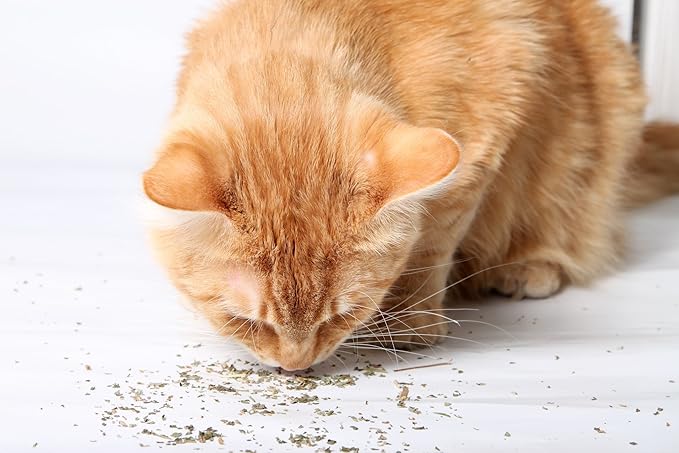 Catnip, Premium Blend Safe for Cats, Infused with Maximum Potency Your Kitty is Sure to Go Crazy for (1 Cup)