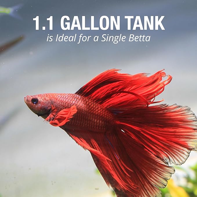 Tetra LED Half Moon Aquarium Kit, 1.1 Gallons, Small, Clear Plastic Fish Tank With Curved Front, Easy Feeding And Movable, Energy-Efficient LEDs Ideal For Bettas Great As Desk Aquarium