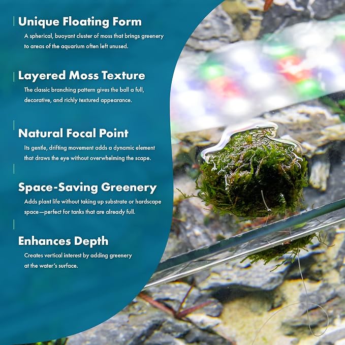 Live Planted Decor - Christmas Moss Ball - Deep Green Freshwater Aquatic Plant, Low Light Aquarium Hardscape Accent for Aquascaping, Moderate Growth Rate - 1 Pack