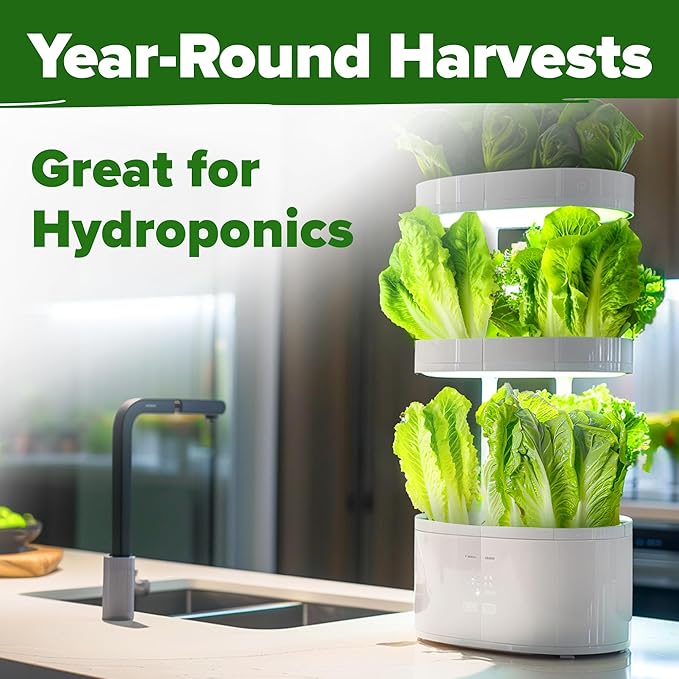 HOME GROWN Parris Island Romaine Lettuce Seeds 7000+ Bulk Pack Heirloom Non-GMO, High Germination, Crisp Cos Lettuce for Planting, Indoor Outdoor Hydroponic Garden, Slow to Bolt (Lactuca Sativa)