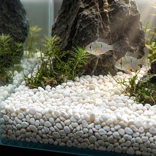 Royal Imports River Rocks, Aquarium Gravel – White 0.5"- 0.75" - 30 lbs | Decorative Ornamental Vase Filler Pebbles for Potted Plants, Terrariums, Vases, Succulents, Fish Tank Gravel, DIY & Crafting