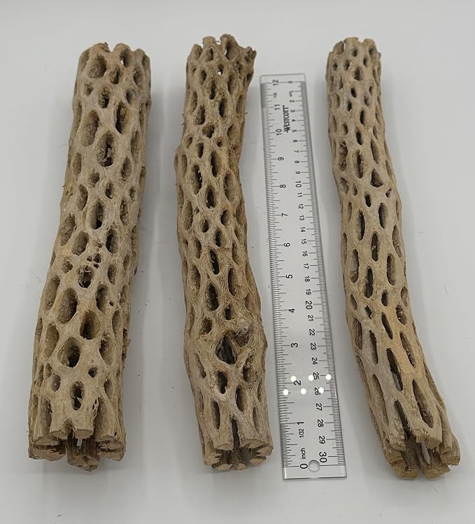 Awesome Aquatic XL Cholla Wood Tubes, Teddy Cane, 12" x up to 2" | XL Hideouts • Hollow tubes • Natural biofilm surface • Secure hideouts • Shrimp plecos hermit crabs reptiles • Natural décor
