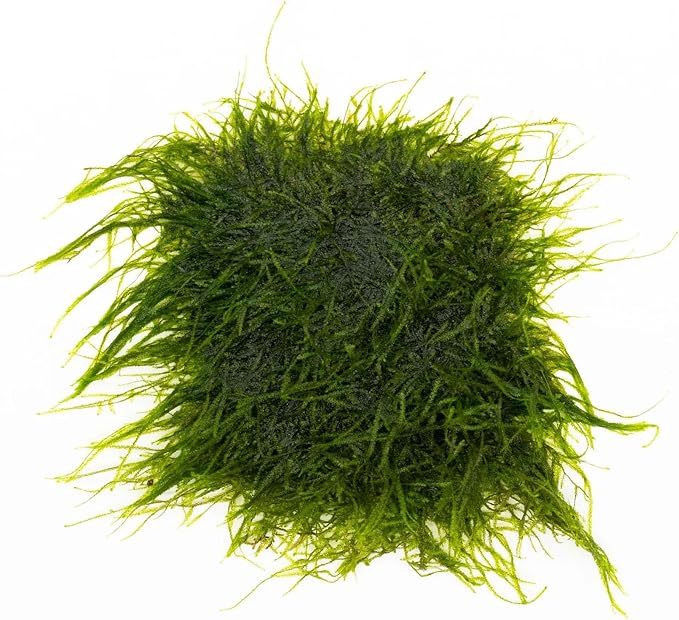 Live Aquarium Plants on Driftwood, Lava Rock, Moss, Fiber Mat - Freshwater Fish Tanks - Easy, Beginner Friendly (Spiky Moss on Stainless Steel)
