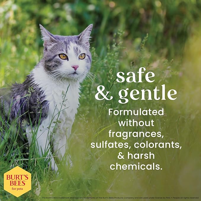 BURT'S BEES FOR PETS Hypoallergenic Cat Shampoo with Shea Butter and Honey, Gentle Formula for Indoor Cats with Dry or Sensitive Skin, pH Balanced, Fragrance-Free, 10 Fl Oz - 2 Pack