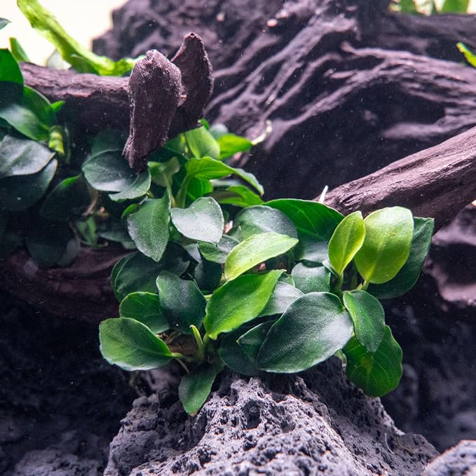 Anubias Live Aquarium Plants - Potted Freshwater Plant for Fish Tanks, Terrariums - Beginner Friendly Low Light (Nana Petite, 5 Pots)