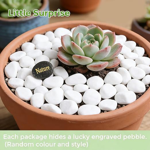 SIDONG 5 LB White River Rocks, 0.3-0.5 Inches Pebbles for Indoor Plants, Aquarium Rocks Used in Fish Tank, Decorative Stones for Plants, Vases, Home Décor, Crafting, Garden Landscaping