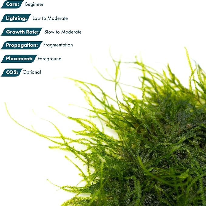 Live Aquarium Plants on Driftwood, Lava Rock, Moss, Fiber Mat - Freshwater Fish Tanks - Easy, Beginner Friendly (Spiky Moss on Stainless Steel)