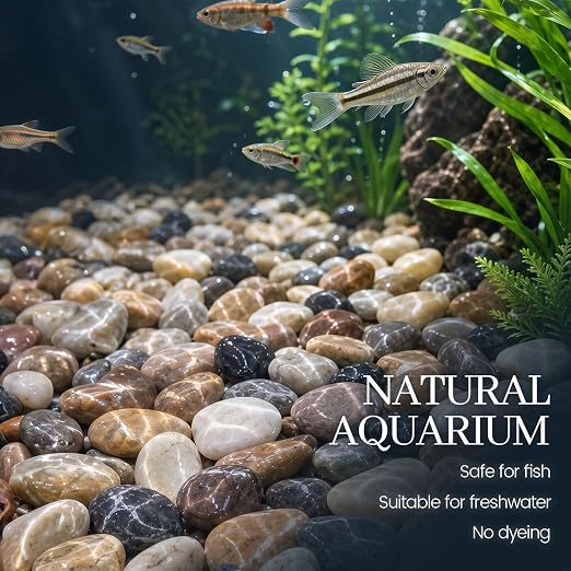 DOMESTAR River Rocks, Fish Tank Gravel, Pebbles for Plants Decorative | Stones for Potted, Vase Filler, Home Decor, Fish Tank, Garden Landscaping, Flower Beds (1 Pound)