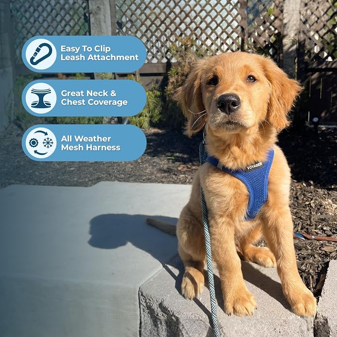 Best Pet Supplies Voyager Step-in Air All Weather Mesh Harness and Reflective Dog 5ft Leash Combo with Neoprene Handle, for Small, Medium and Large Breed Puppies - Royal Blue, X-Small