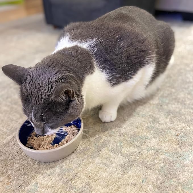 SPOT Ceramic Dish - Whisker-Friendly, Low-Edge Saucer for Cats, Birds, Reptiles, Ideal for Wet or Dry Food, Dishwasher Safe, 5.25-inch Diameter, Capacity: 2 Cups (16 Oz)