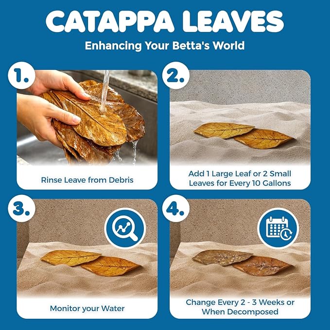 SunGrow 10 Indian Almond (Catappa) Leaves for Betta Fish - Aquarium Water Conditioner, Adds Tannins, Lowers pH, Enhances Color, Stress Relief, Water Softening Treatment, 4-7 Inches