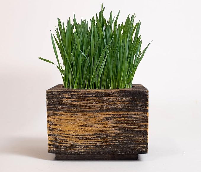 Cat Grass for Indoor Cats – Organic Grass Kit with Interactive Flippy Fish Toy (Black Gold)