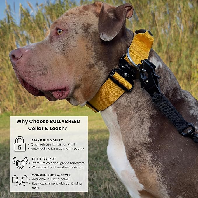 Heavy Duty Dog Collar, Tactical Dog Collar, Dog Collar for Large Dogs, Waterproof Dog Collar, Dog Training Collar, Quick-Release Metal Buckle, Adjustable Sizes – BULLYBREED (Yellow, Large)