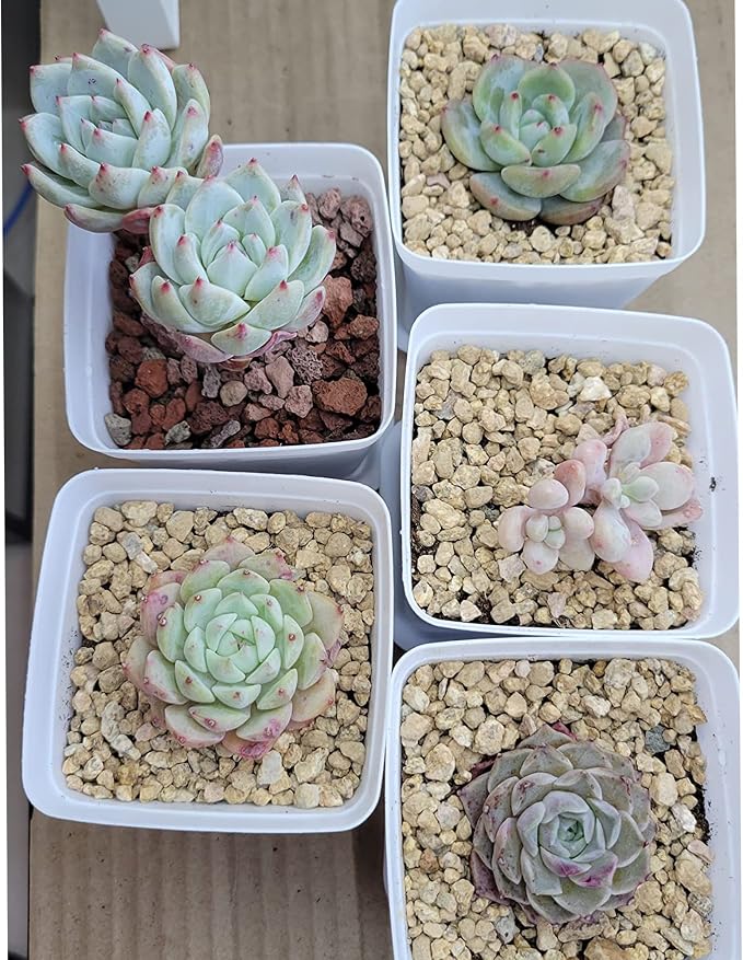 18lb Maifanitum Stones for Succulent Cactus Bonsai Decorative Rocks-Indoor Plants Soil Covers,Horticultural Gravel, Potting Pebbles for Terrarium, Fairy Gardening, Top Dressing