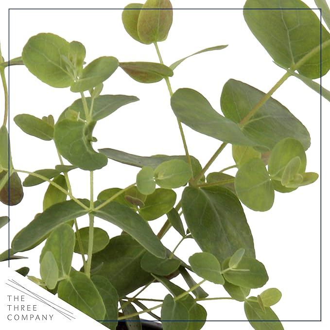Live Aromatic and Edible Herb - Eucalyptus (4 Per Pack) - Assorted Varieties, Natural Air Purifier, 10" Tall by 3" Wide