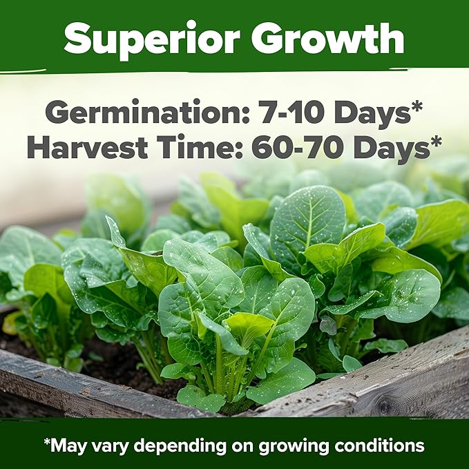 HOME GROWN Parris Island Romaine Lettuce Seeds 7000+ Bulk Pack Heirloom Non-GMO, High Germination, Crisp Cos Lettuce for Planting, Indoor Outdoor Hydroponic Garden, Slow to Bolt (Lactuca Sativa)