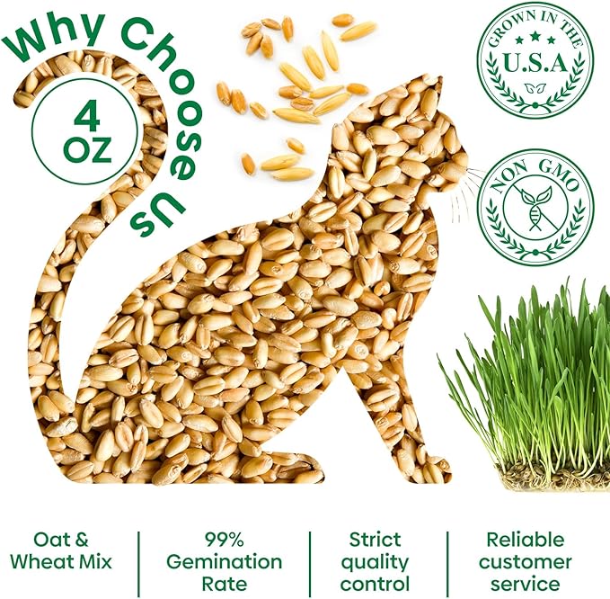Groundio Cat Grass Seeds, 4 Oz, Non-GMO Wheat & Oat Seeds Mix, High Germination Seeds Grown in USA for Indoor Cats