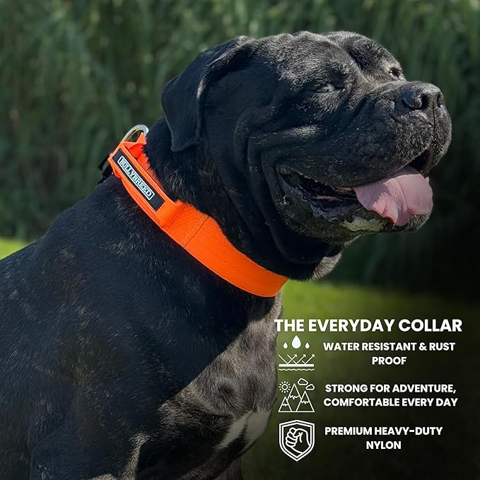 Heavy Duty Dog Collar, Tactical Dog Collar, Dog Collar for Large Dogs, Waterproof Dog Collar, Dog Training Collar, Quick-Release Metal Buckle, Adjustable Sizes – BULLYBREED (Orange, Large)