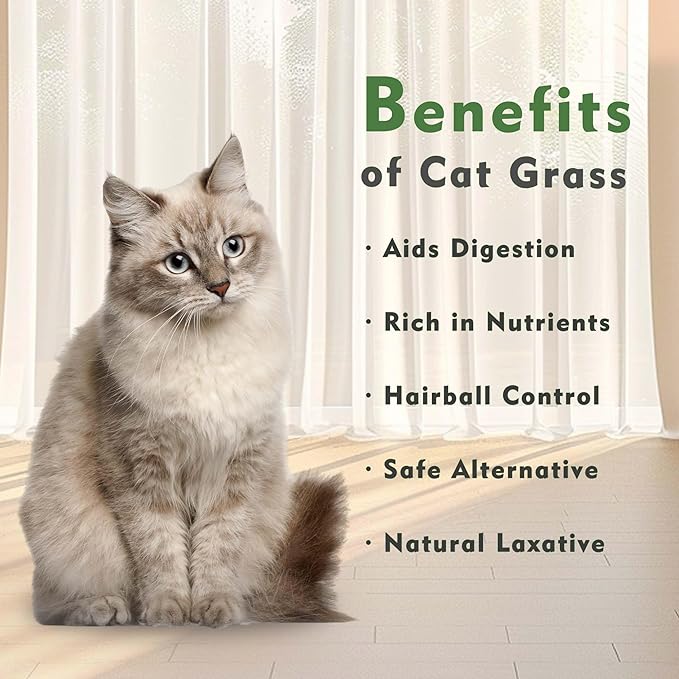 Cat Grass for Indoor Cats with Organic Cat Grass Seed Mix - Rectangular Planter | Fresh Indoor Cat Grass Garden | Perfect for Cats, Dogs & Small Pets