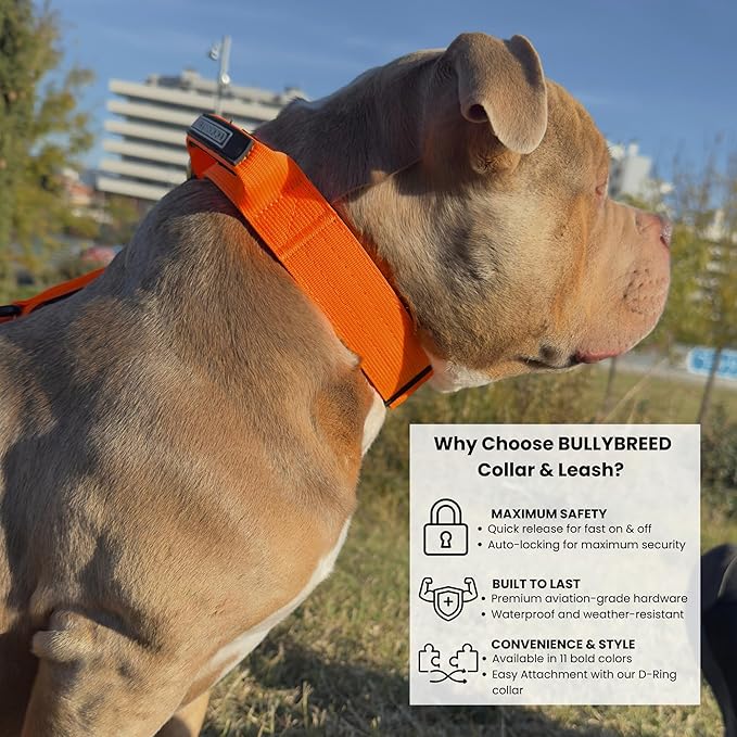 Heavy Duty Dog Collar, Tactical Dog Collar, Dog Collars for Medium Dogs, Waterproof Dog Collar, Dog Training Collar, Quick-Release Metal Buckle, Adjustable Sizes – BULLYBREED (Orange, Medium)