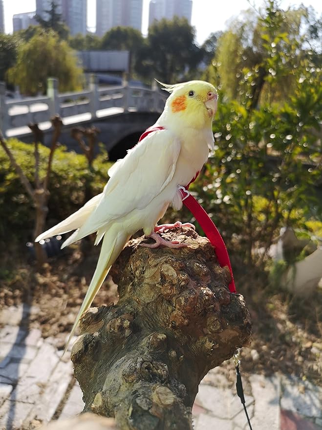 Adjustable Bird Harness with 80 Inch Leash, Outdoor Flying Kit Training Rope for Bird Parrots Cockatiel S Size Weight 70-120 Grams, Burgundy Red