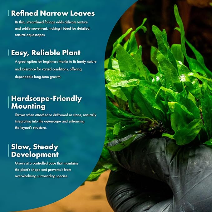 Java Fern Live Aquarium Plants - Potted Freshwater Plant for Fish Tanks - Beginner Friendly, Low Light (Narrow Mini, 3 Pots)