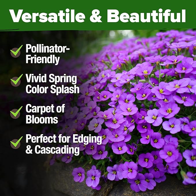 HOME GROWN Aubrieta Rock Cress Purple, Flowering Ground Cover Seed Pack, Non GMO Perennial Cress Seeds for Planting Outdoor Lawn Gardens 300 Aubrieta deltoidea Flower Seeds